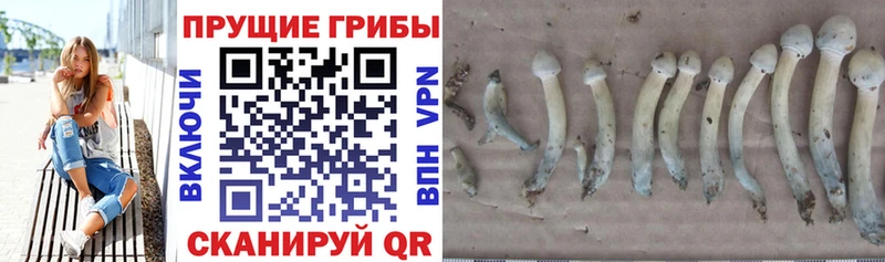 Псилоцибиновые грибы Psilocybe  Купить где  Аксай 